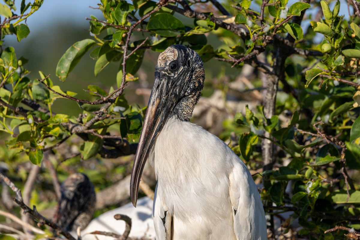 Wood Stork - ML643797308