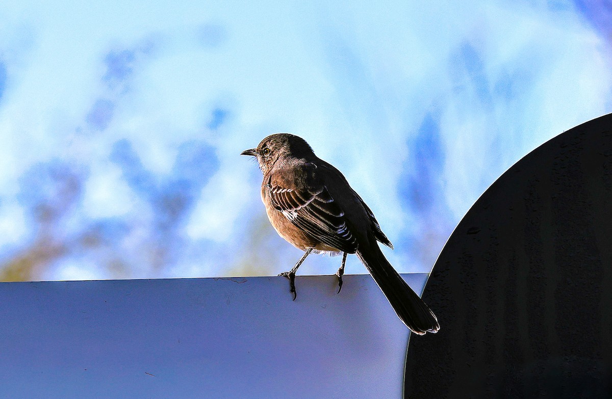 Northern Mockingbird - ML643797309