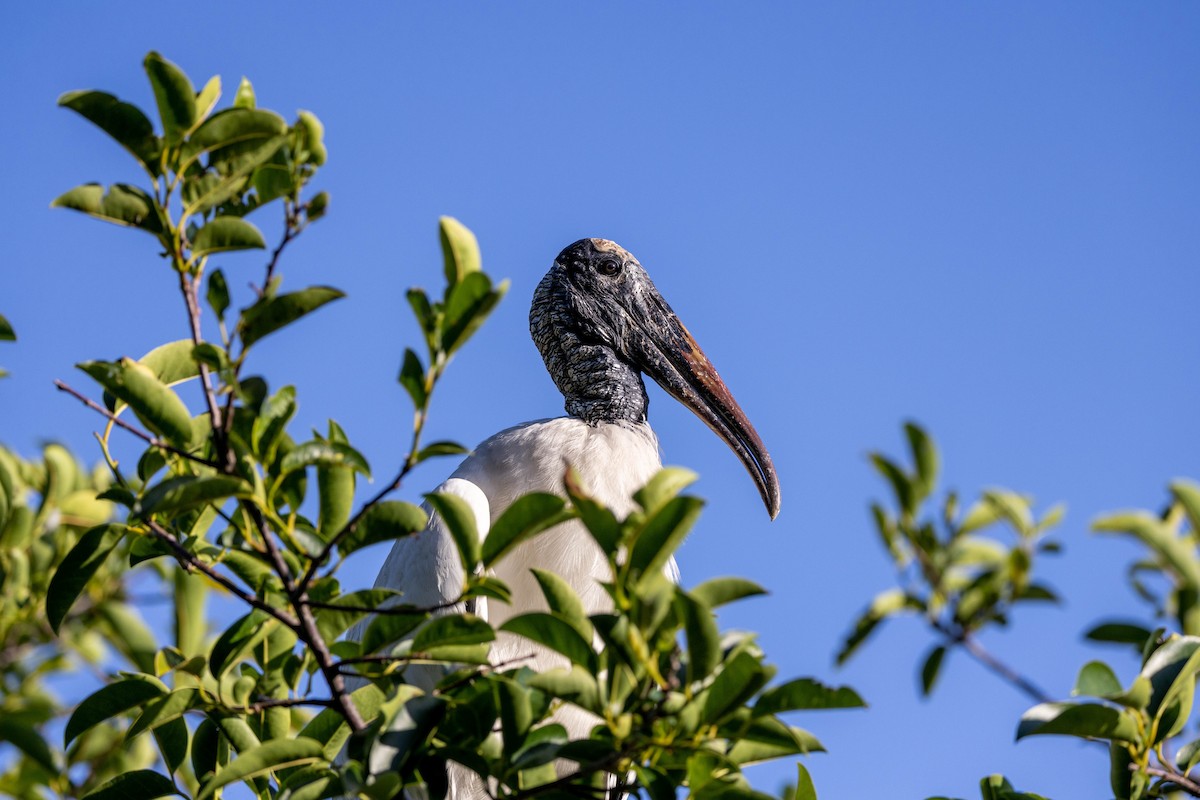 Wood Stork - ML643797310