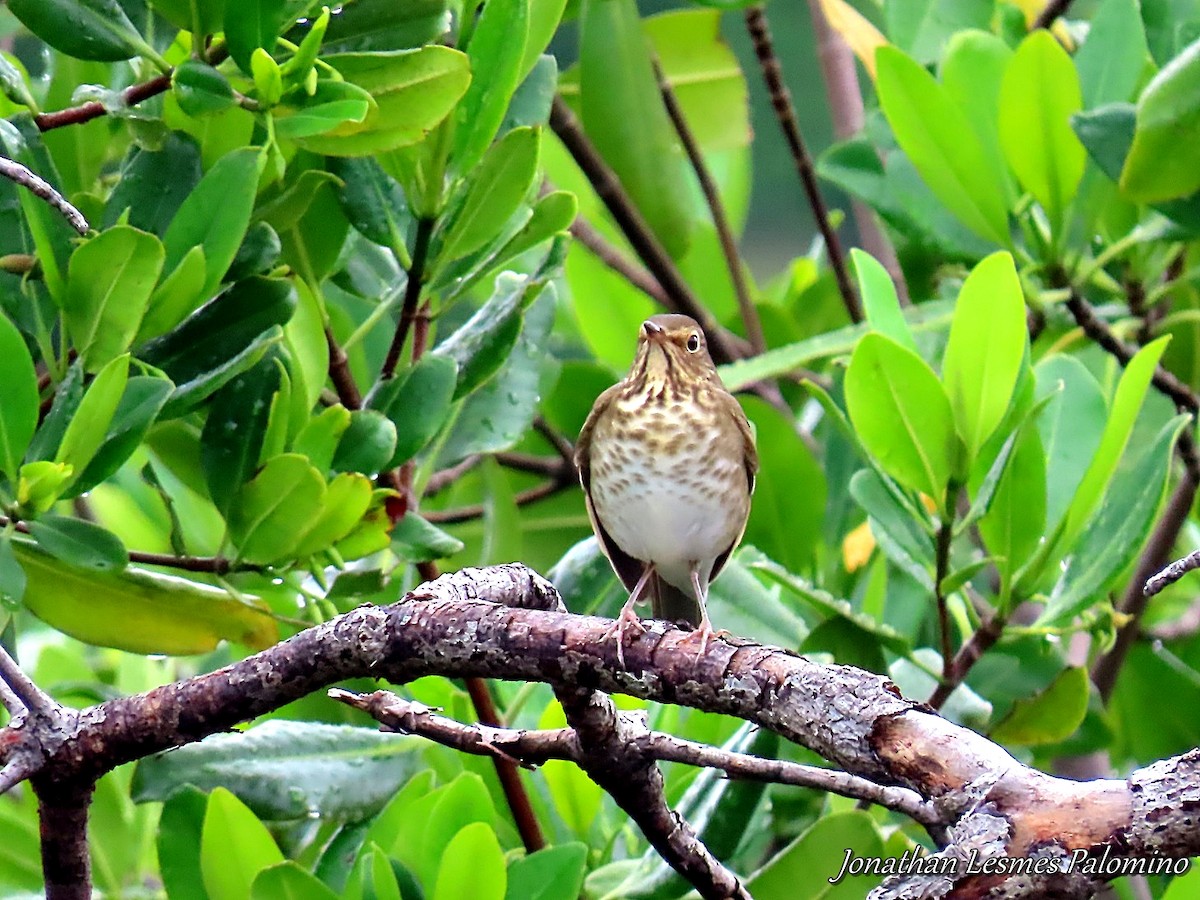 Swainson's Thrush - ML643797327