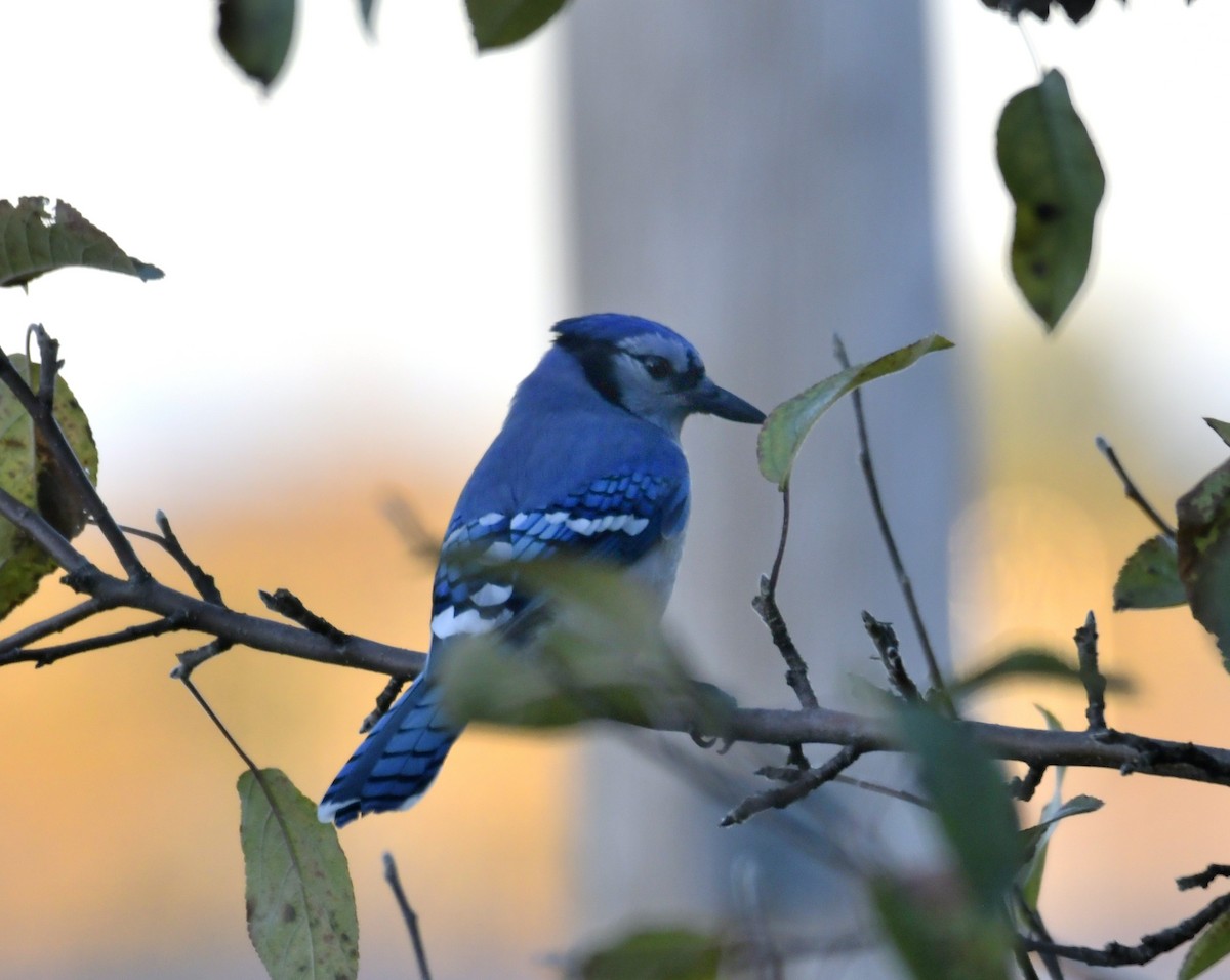 Blue Jay - ML643797374