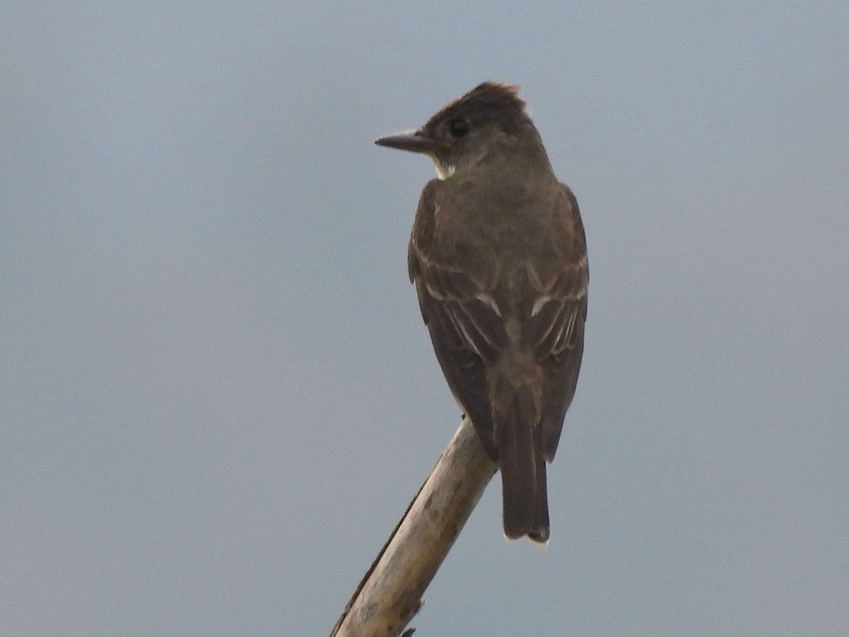 tyranovec severský - ML643797380