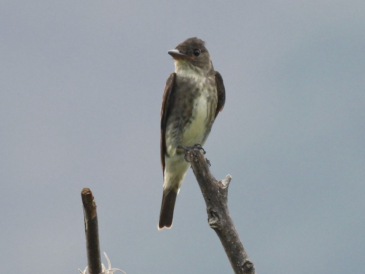 Olive-sided Flycatcher - ML643797381