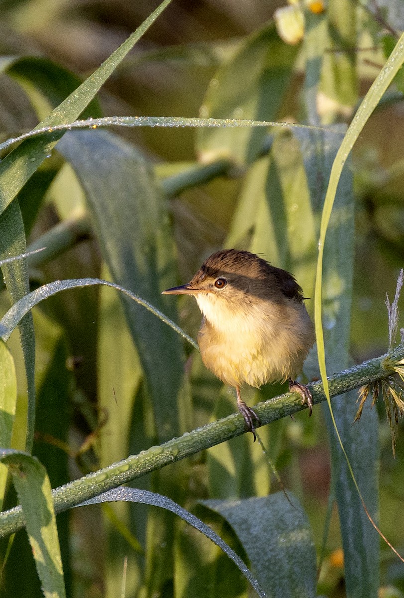 Blyth's Reed Warbler - ML643797391