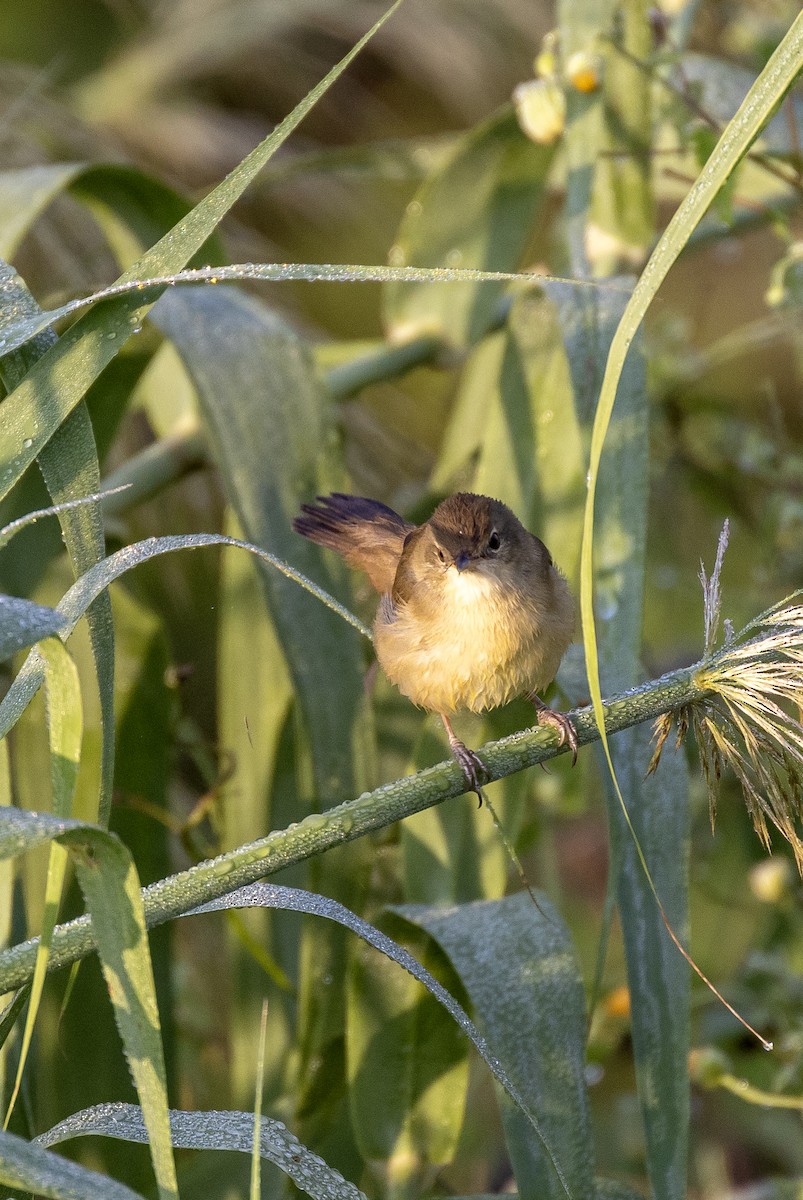 Blyth's Reed Warbler - ML643797393