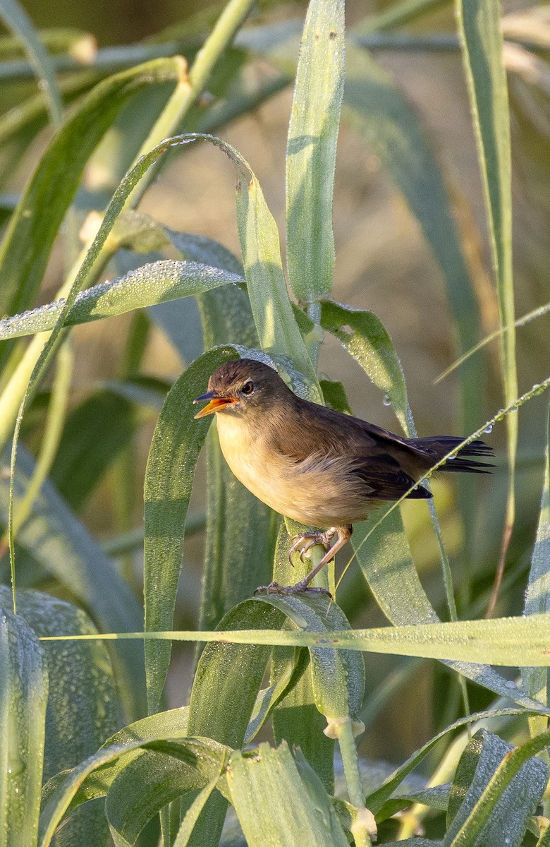 Blyth's Reed Warbler - ML643797394