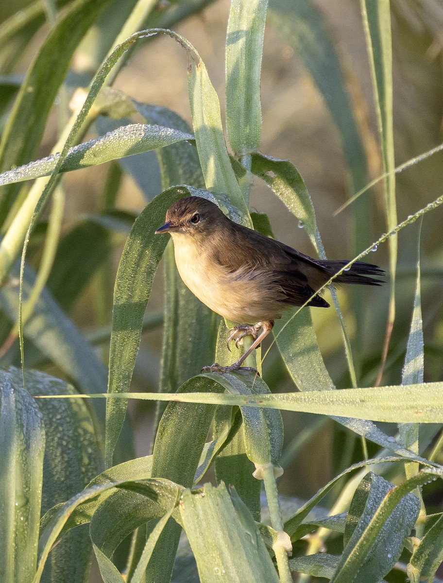 Blyth's Reed Warbler - ML643797395