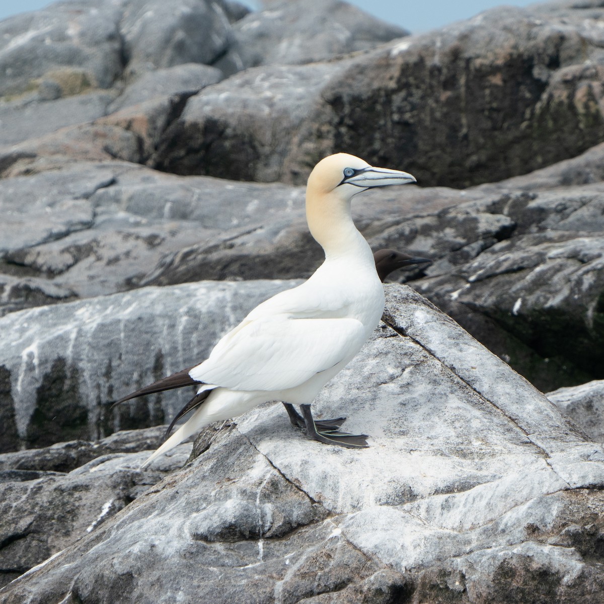 Northern Gannet - ML643797396