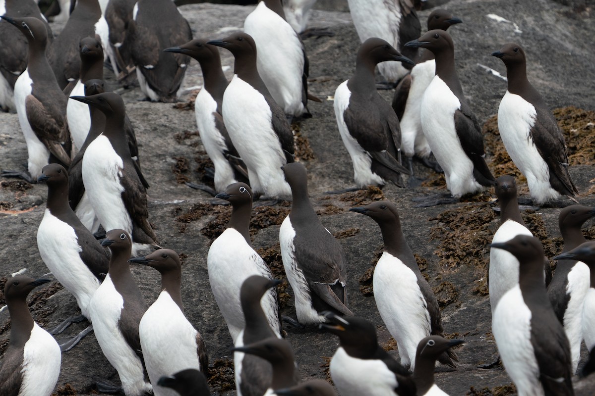 Common Murre - ML643797400