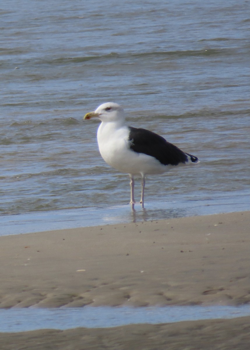 Great Black-backed Gull - ML643797401