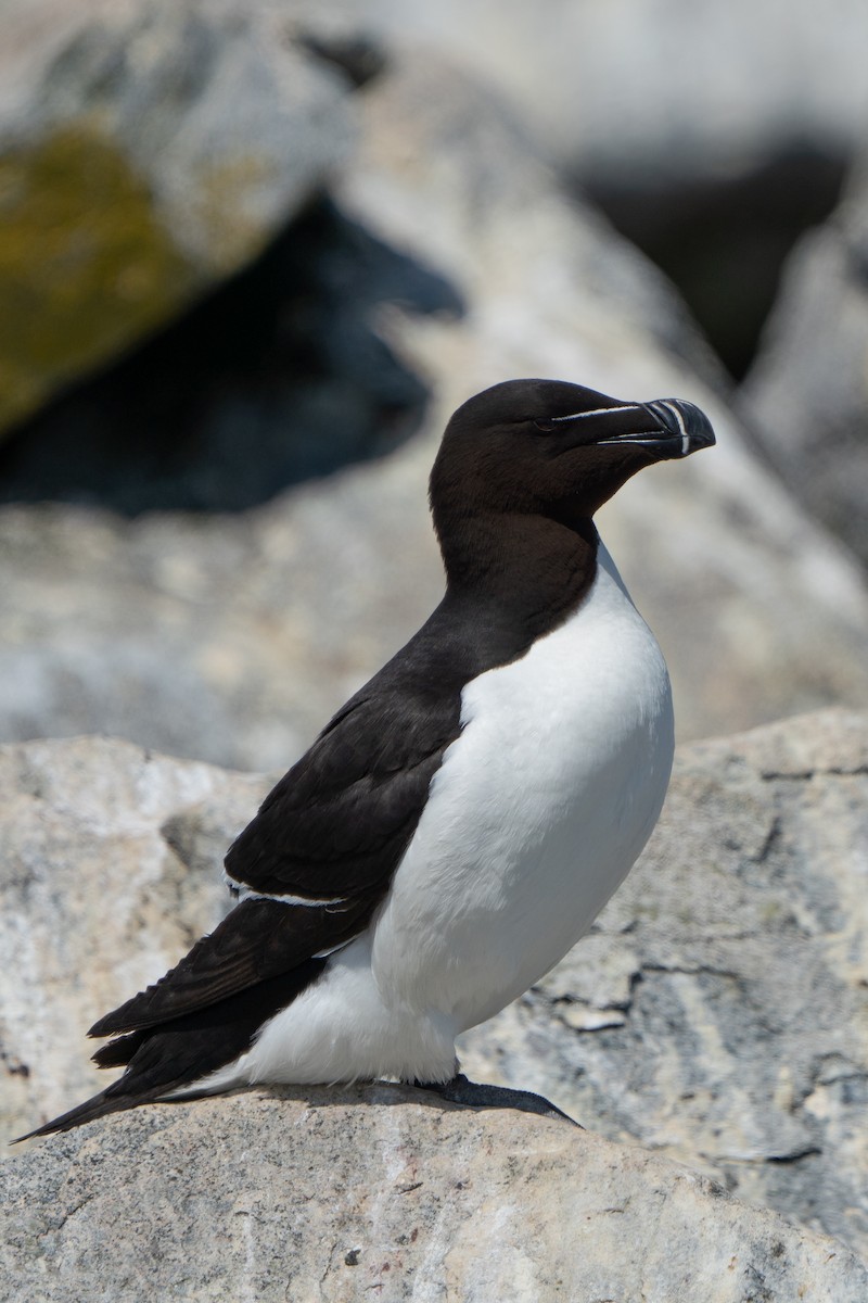 Razorbill - ML643797413