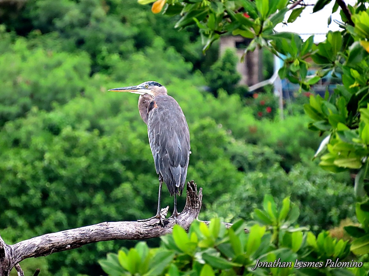 Great Blue Heron - ML643797423