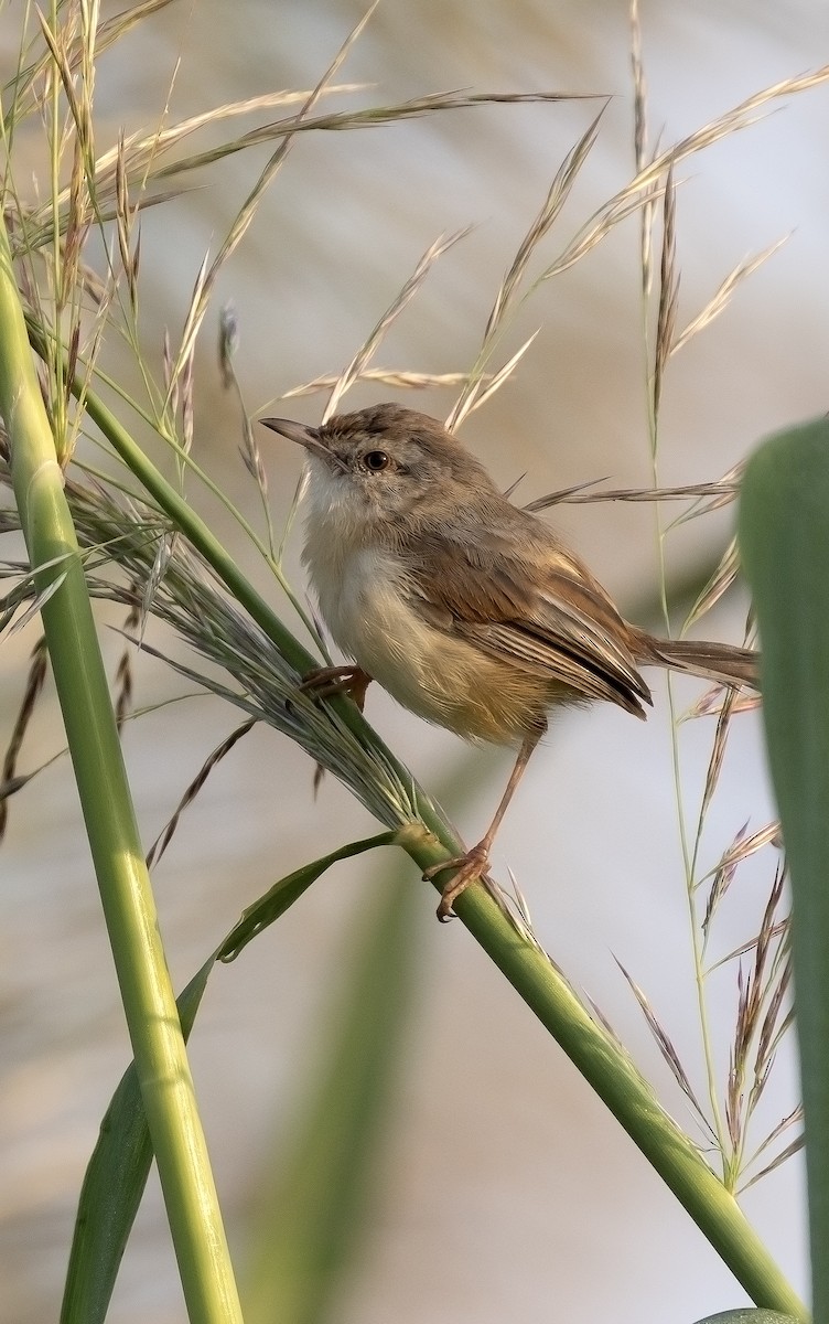 orientprinia - ML643797429