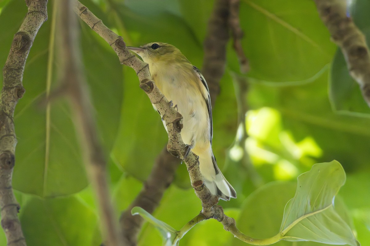 Bay-breasted Warbler - ML643797436