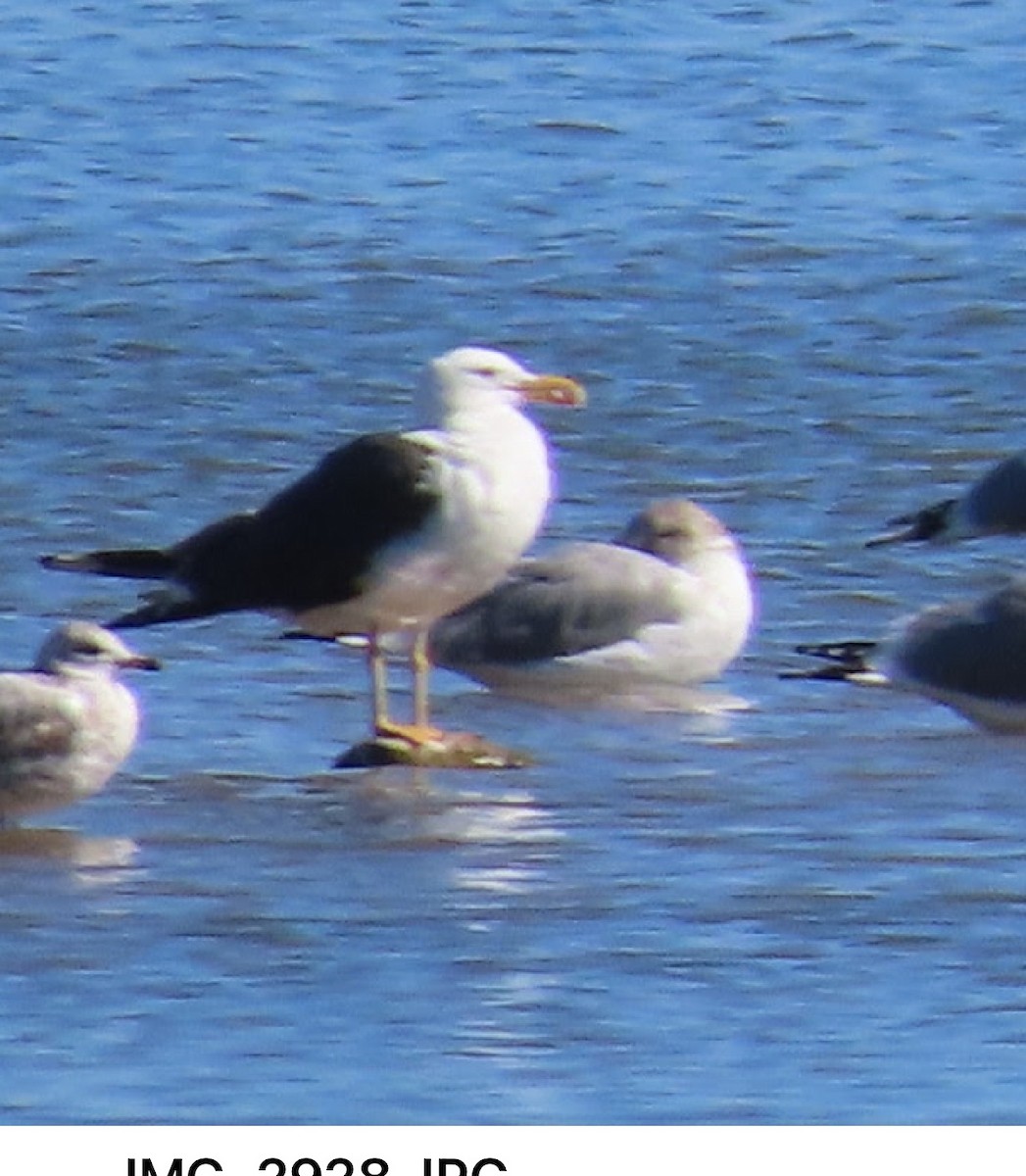 Lesser Black-backed Gull - ML643797440