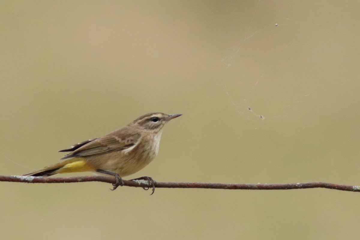 Palm Warbler (Western) - ML643797458