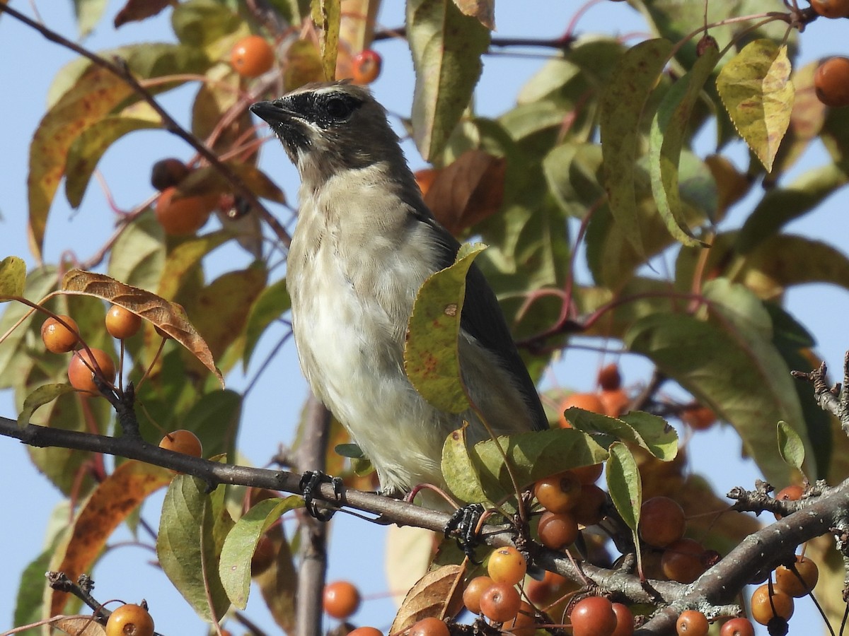 Cedar Waxwing - ML643797467