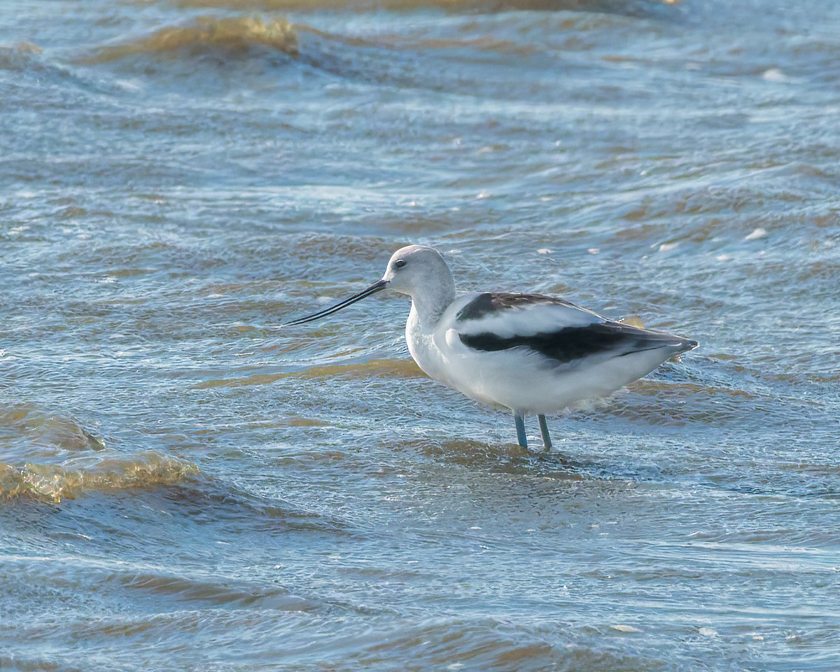 Американская шилоклювка - ML643797488