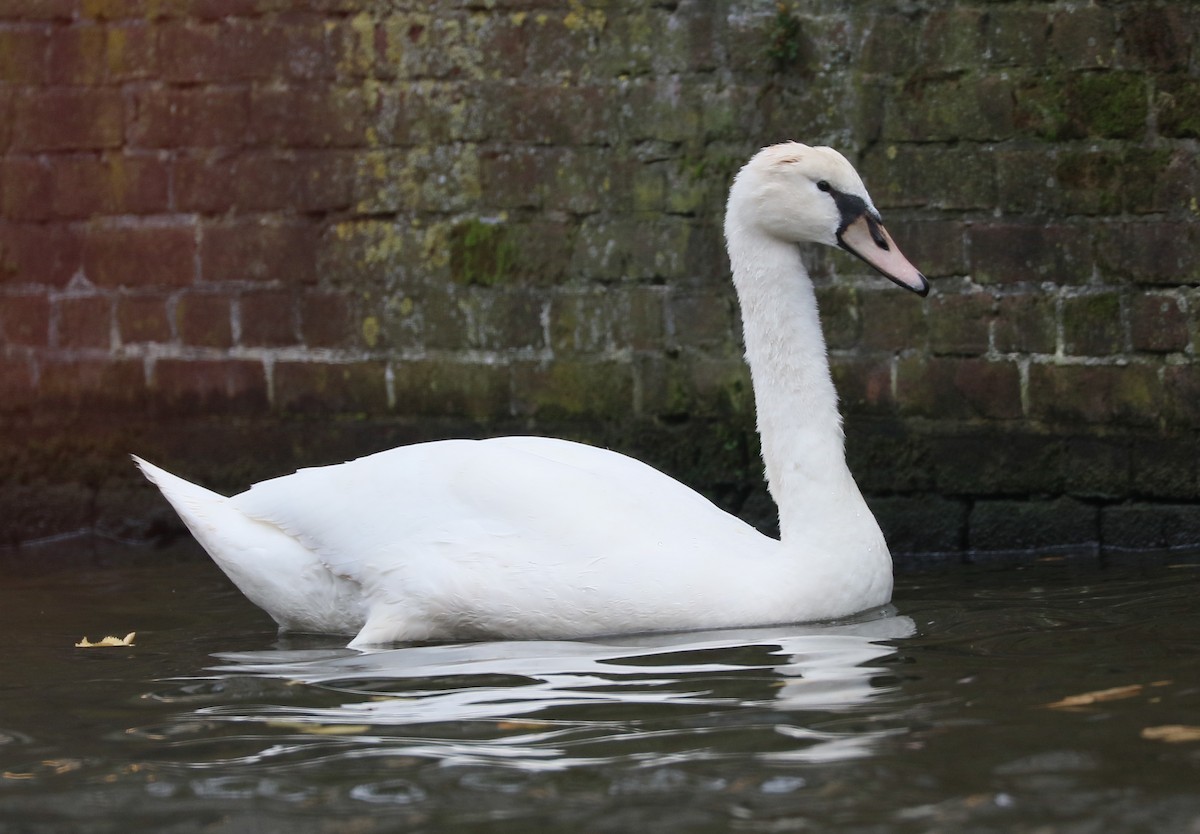 Cisne Vulgar - ML643797503