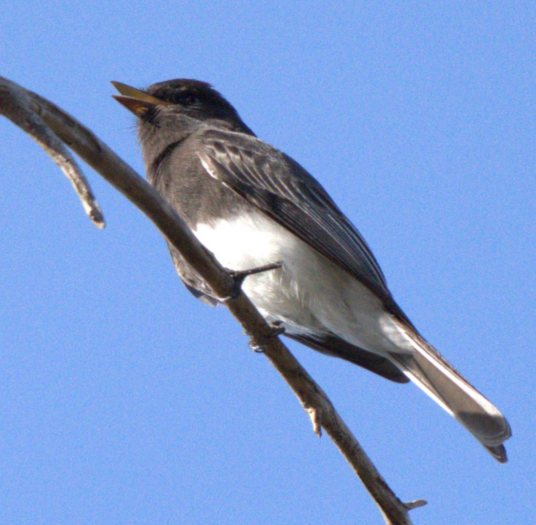 Black Phoebe - ML643797517
