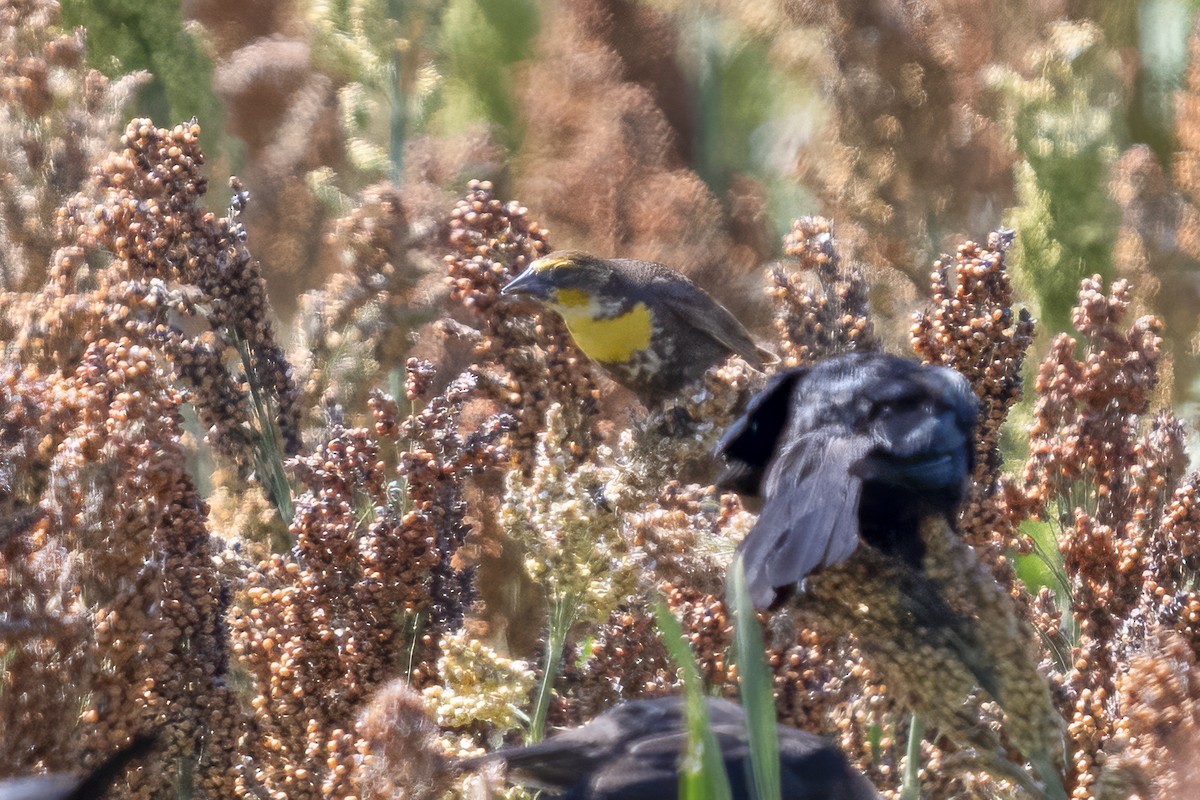 Yellow-headed Blackbird - ML643797532