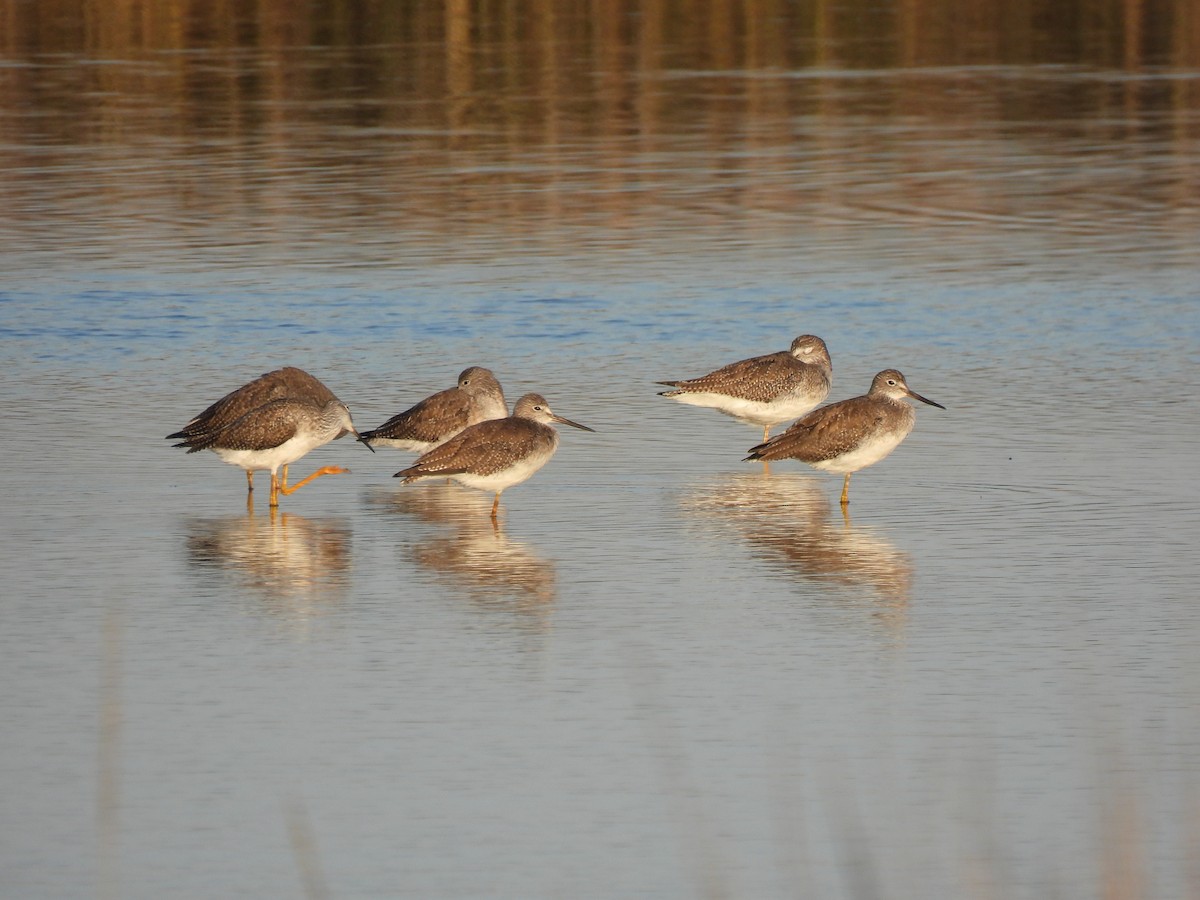 Greater Yellowlegs - ML643797533