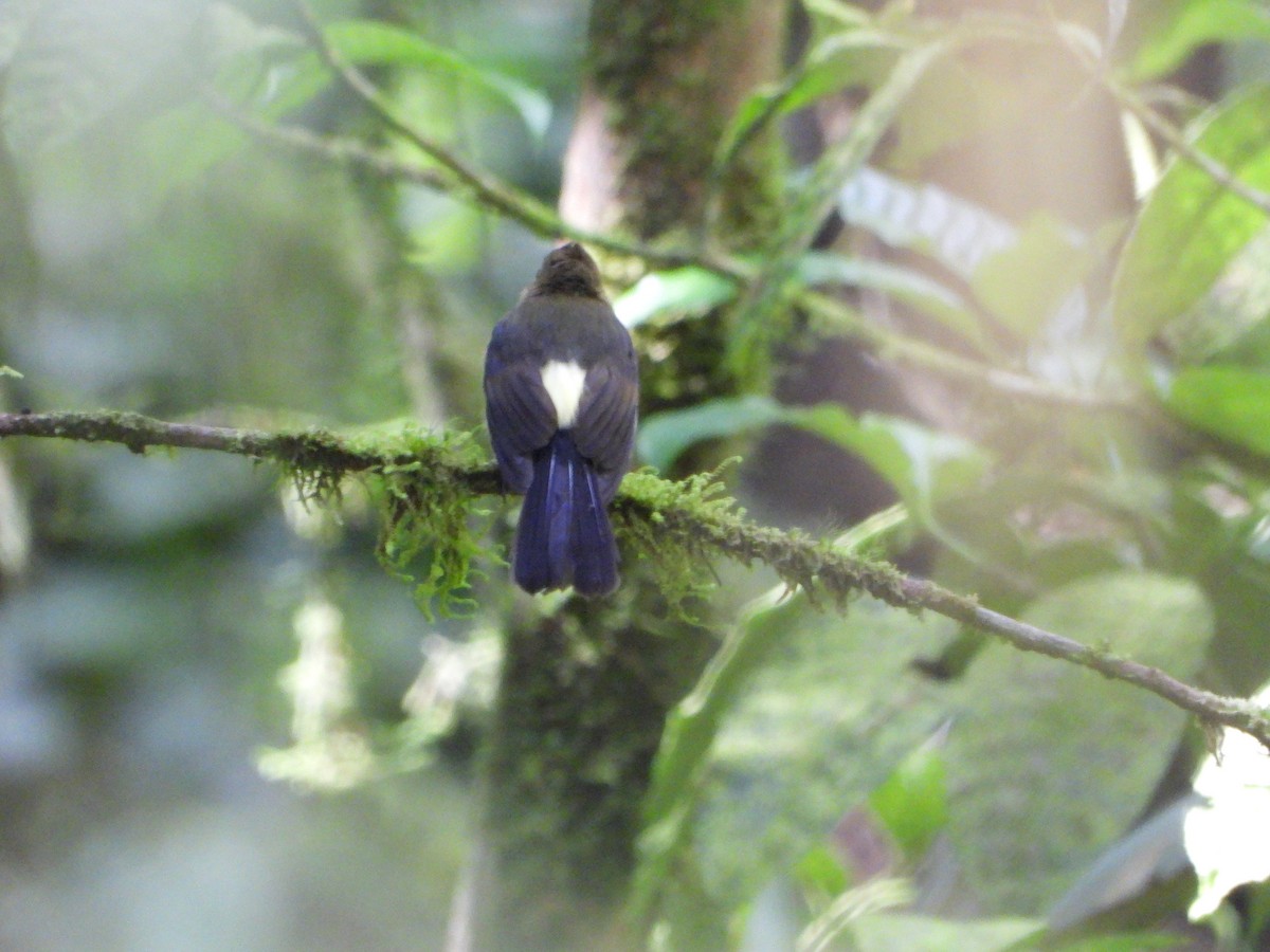 tyranovec sírovokostřecový - ML643797569