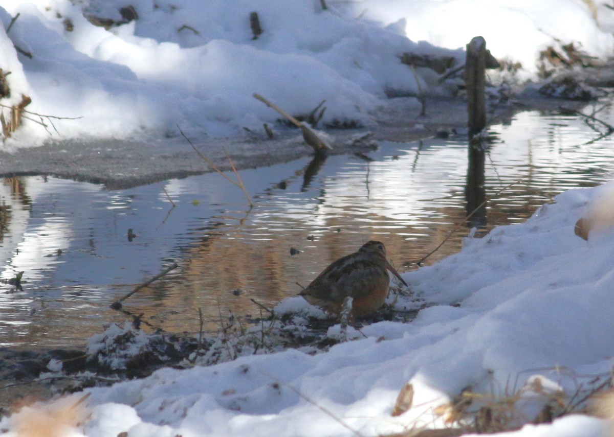 American Woodcock - ML643797578