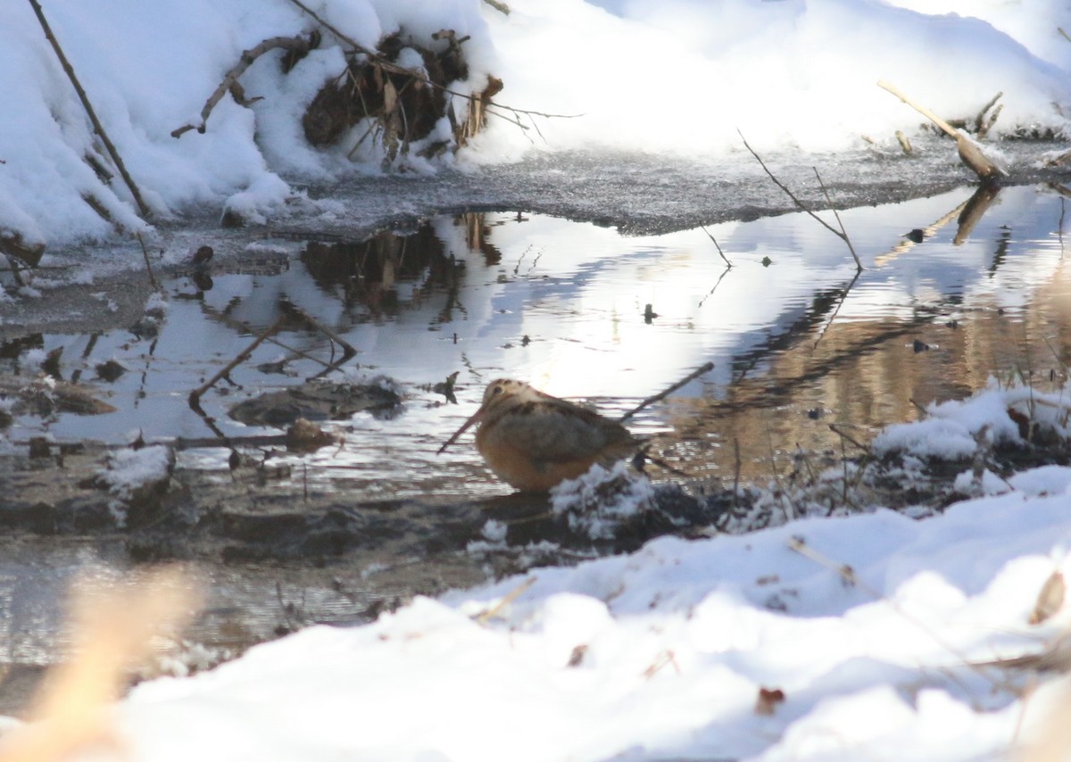 American Woodcock - ML643797585