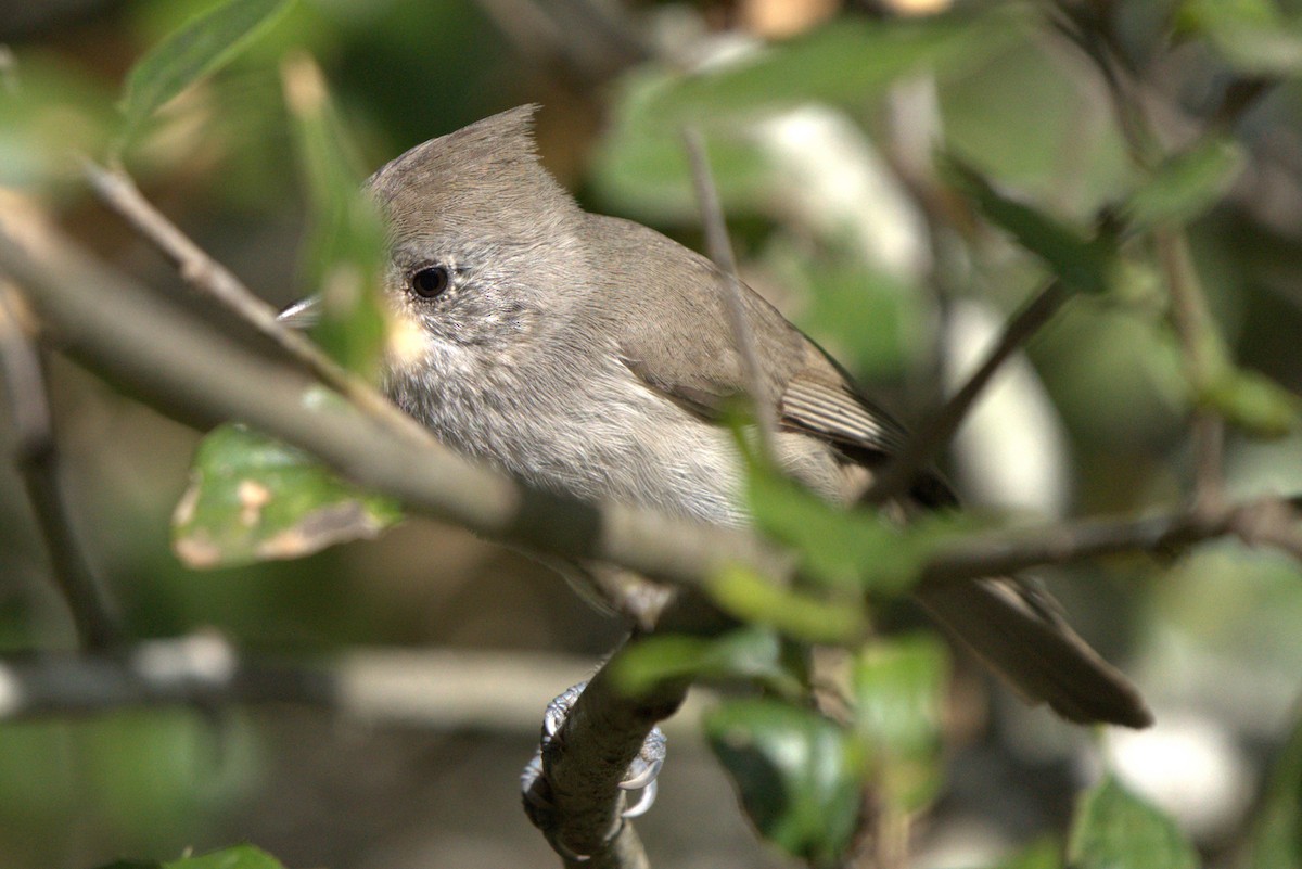 Oak Titmouse - ML643797587