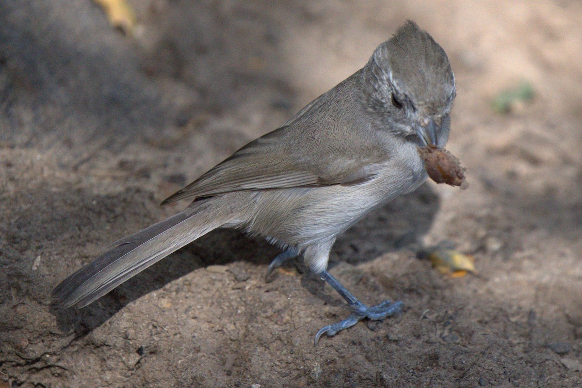 Oak Titmouse - ML643797588