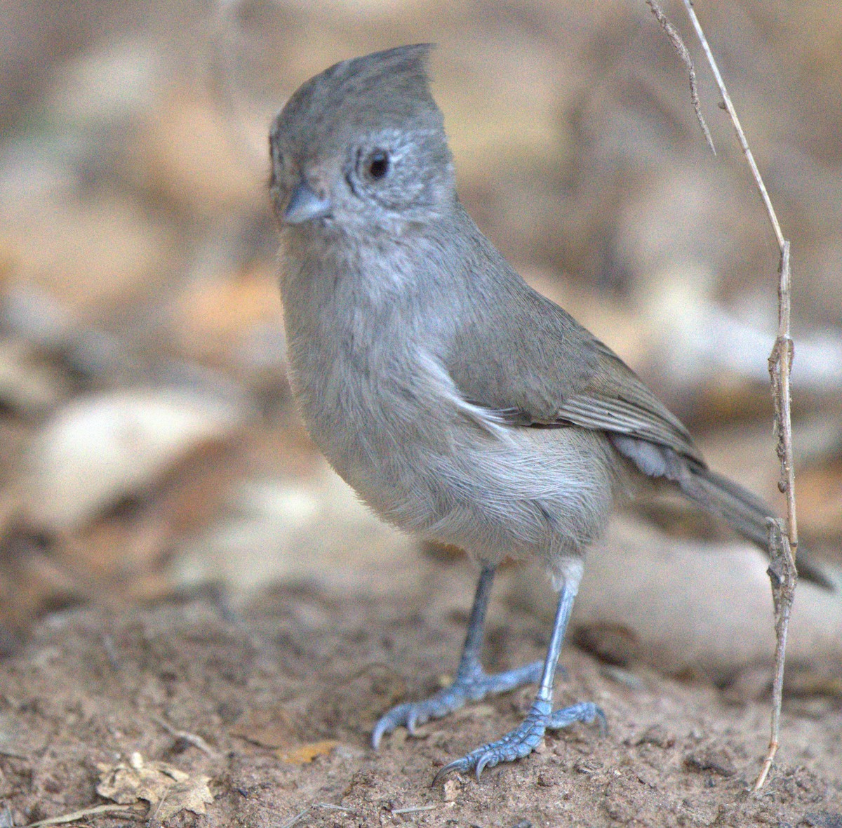 Oak Titmouse - ML643797589