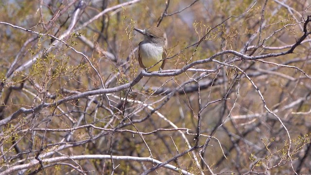 Brown-crested Flycatcher - ML643797599