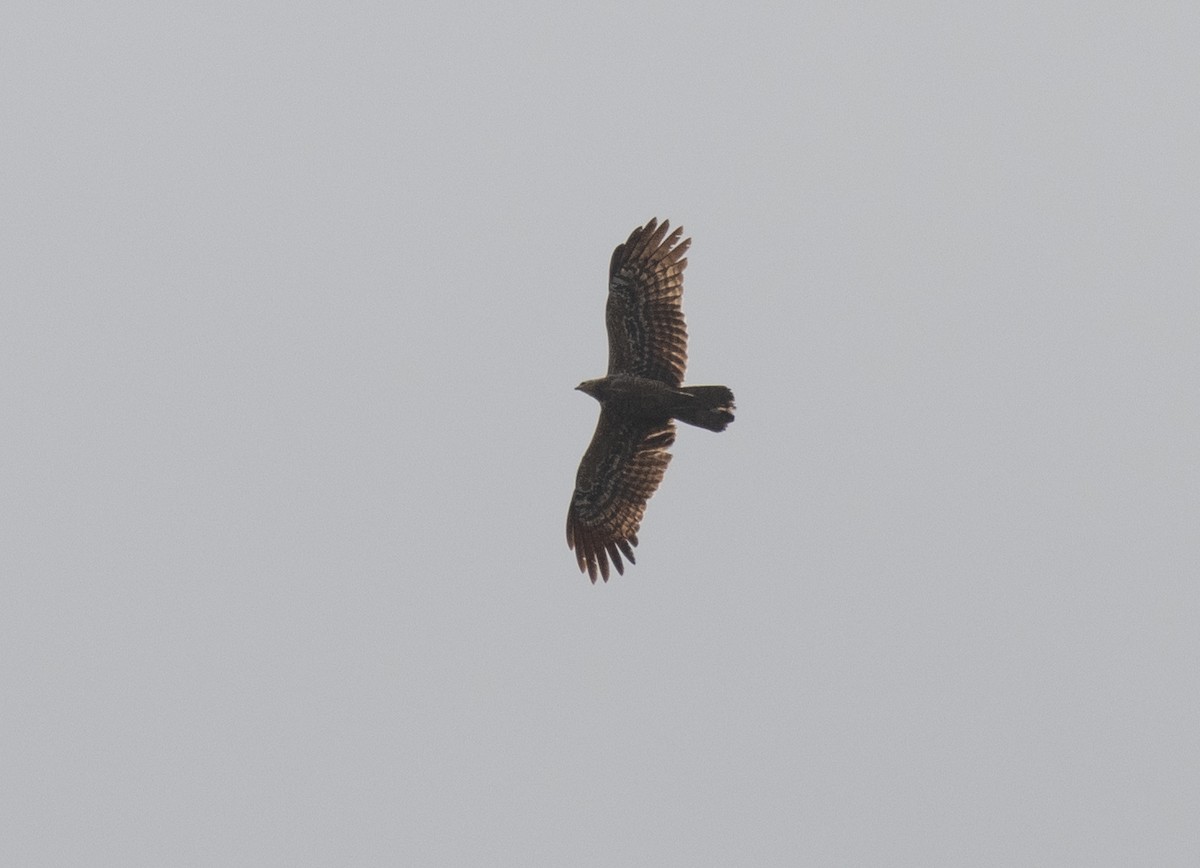 African Harrier-Hawk - ML643797605