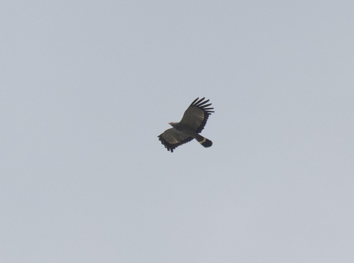 African Harrier-Hawk - ML643797607
