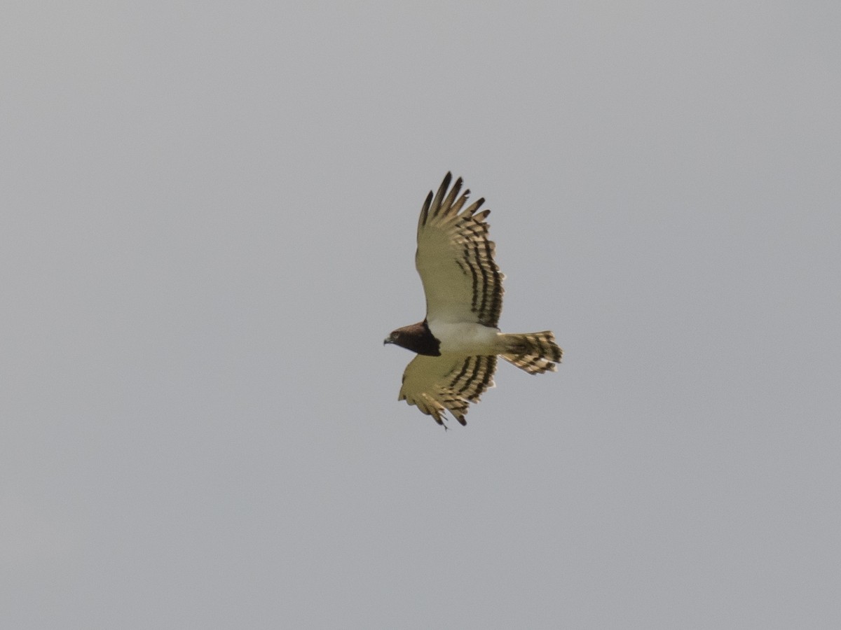 Black-chested Snake-Eagle - ML643797616