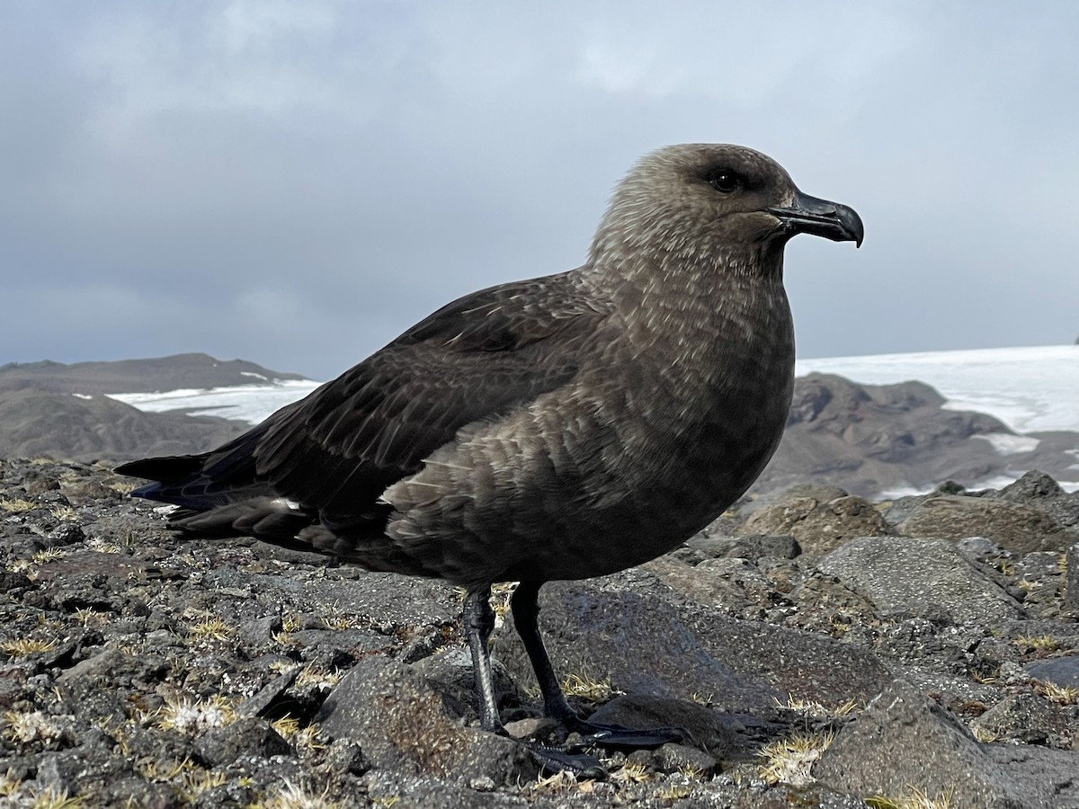 Brown Skua - ML643797618