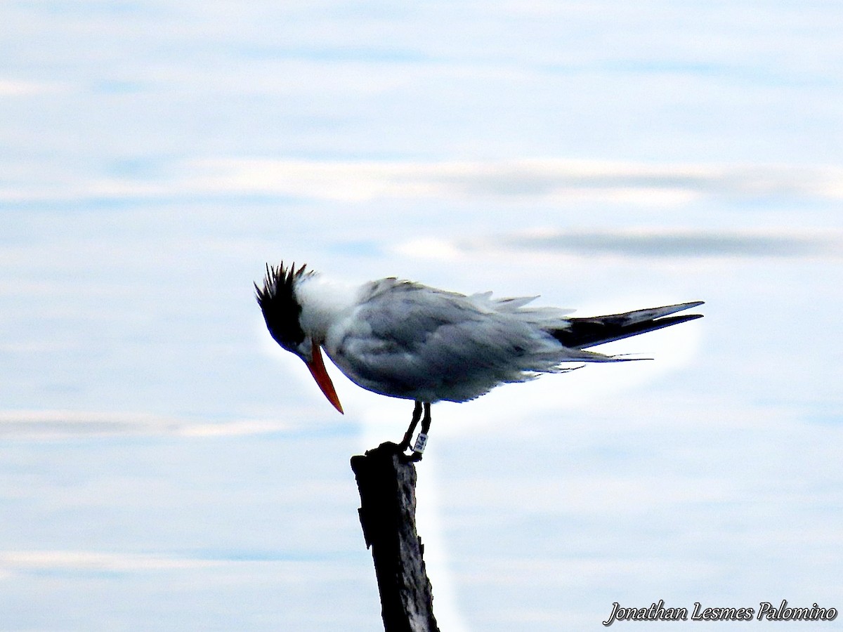 Royal Tern - ML643797622