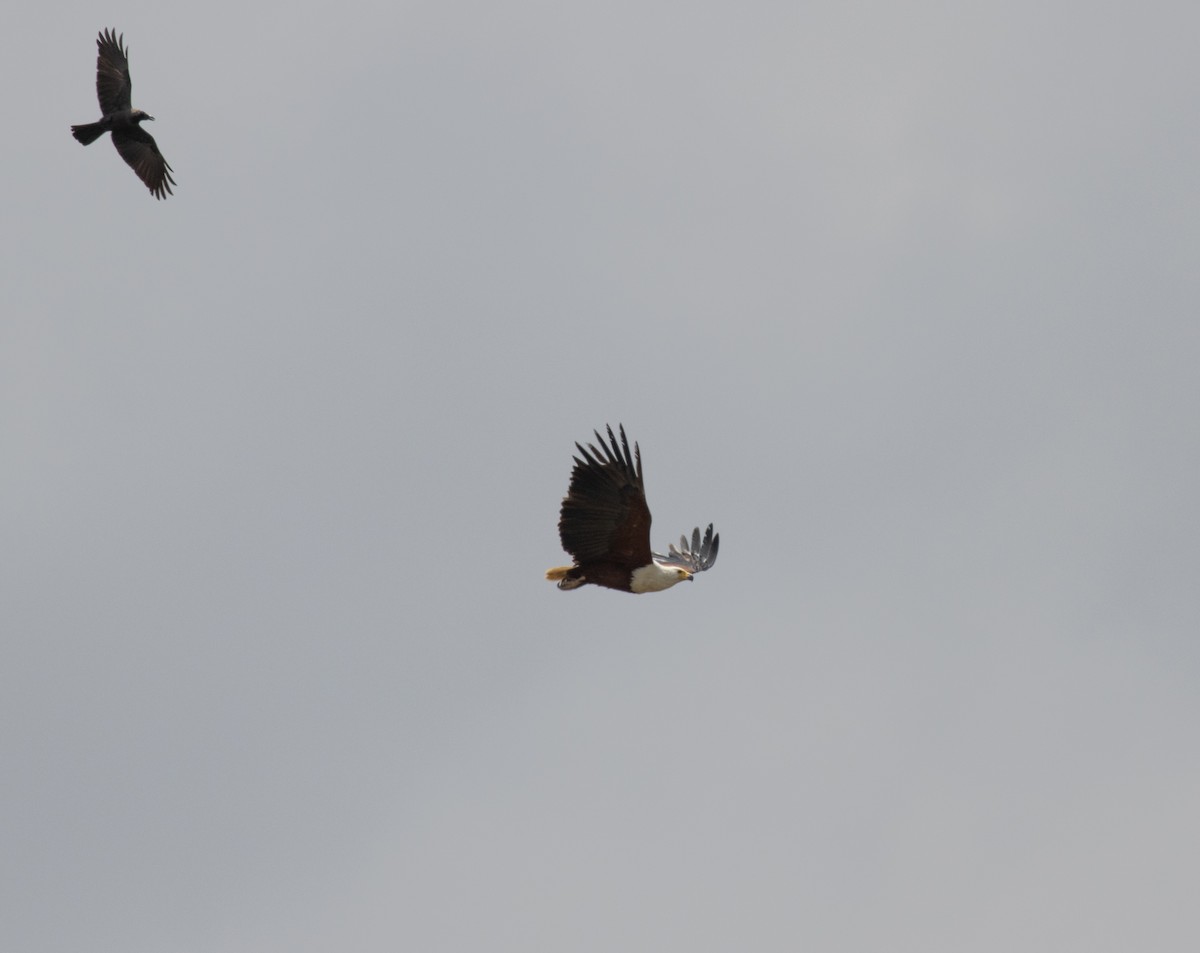 African Fish-Eagle - ML643797633