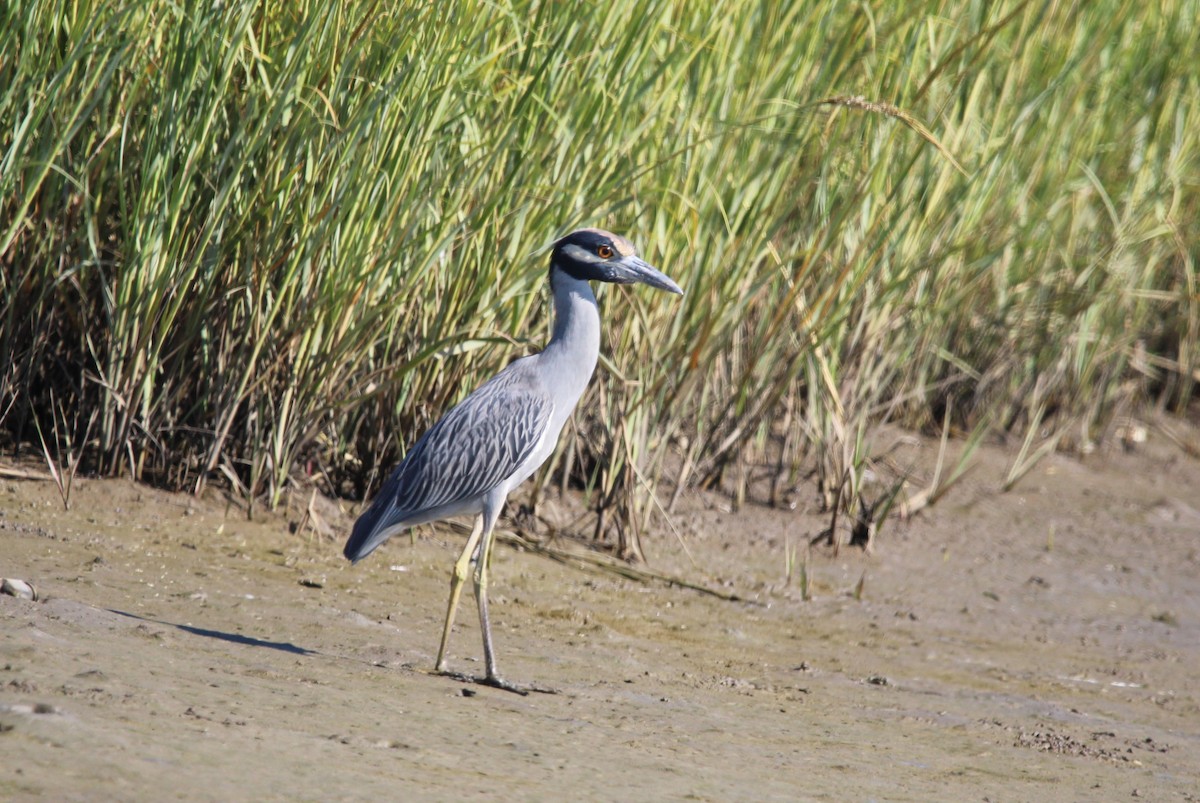 Yellow-crowned Night Heron - ML643797650