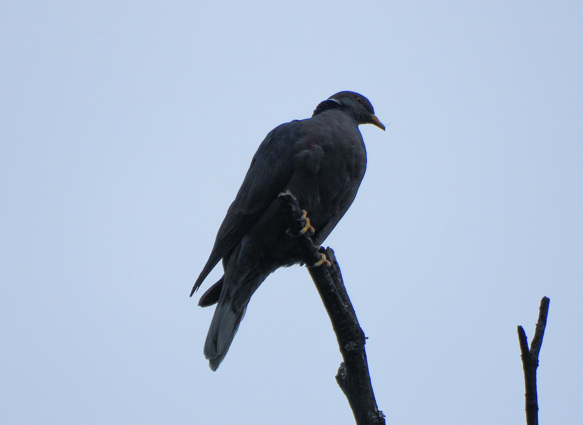 Band-tailed Pigeon - ML643797656