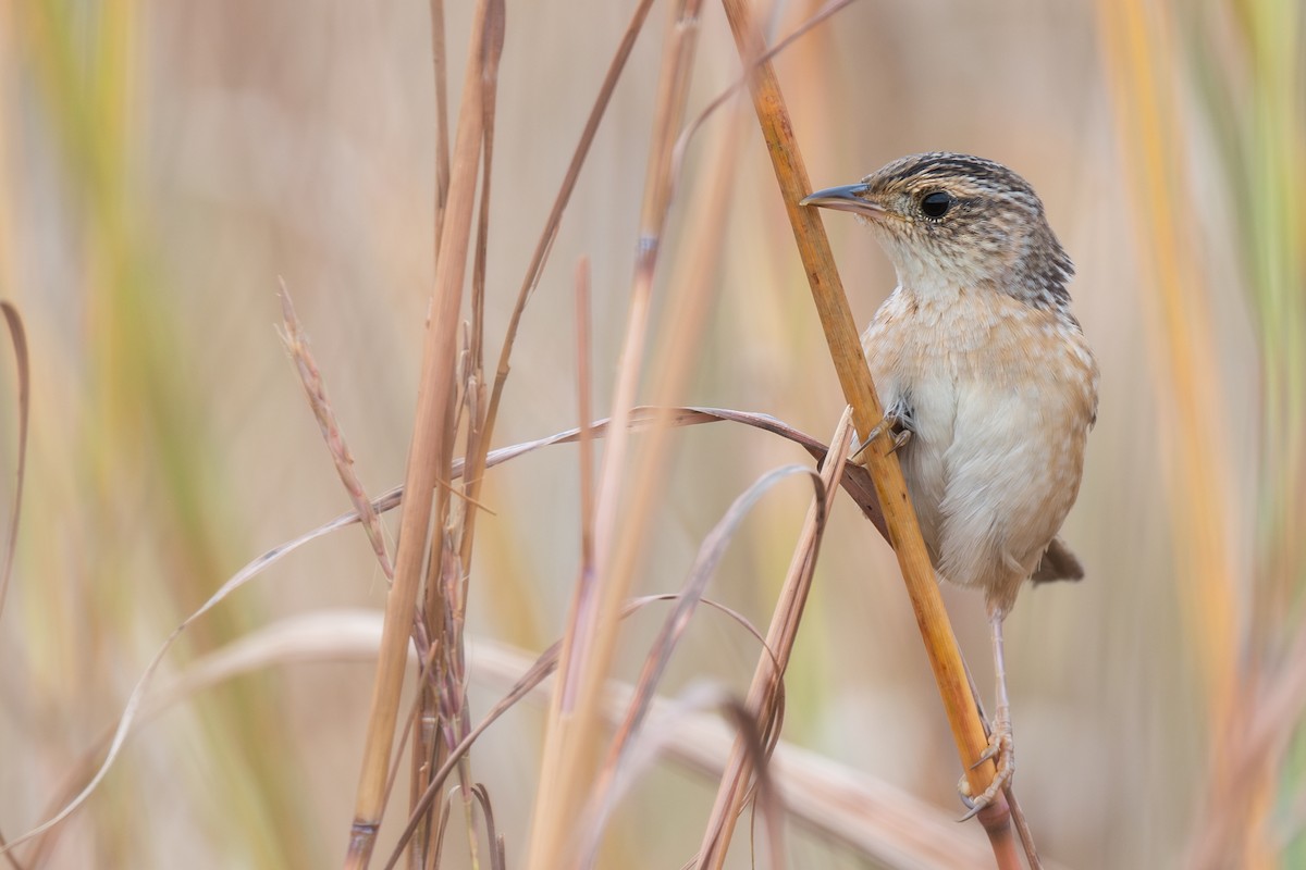Sedge Wren - ML643797659
