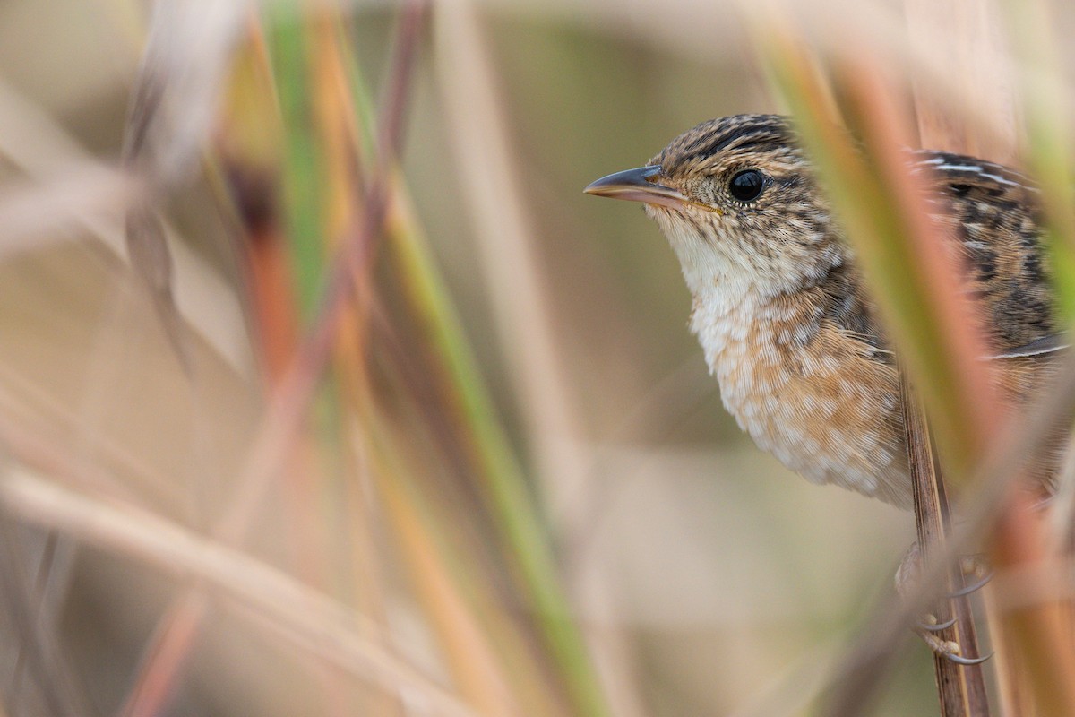 Sedge Wren - ML643797660