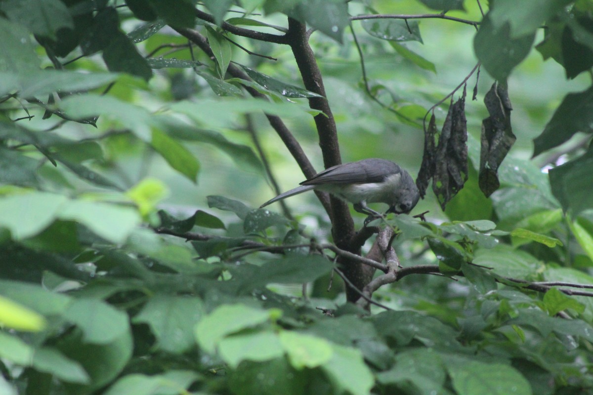 Tufted Titmouse - ML643797676