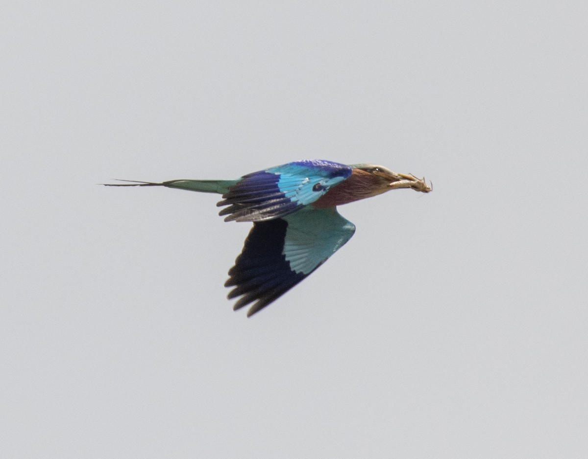 Lilac-breasted Roller - ML643797684