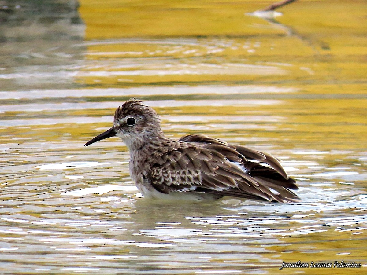 Sanderling - ML643797685
