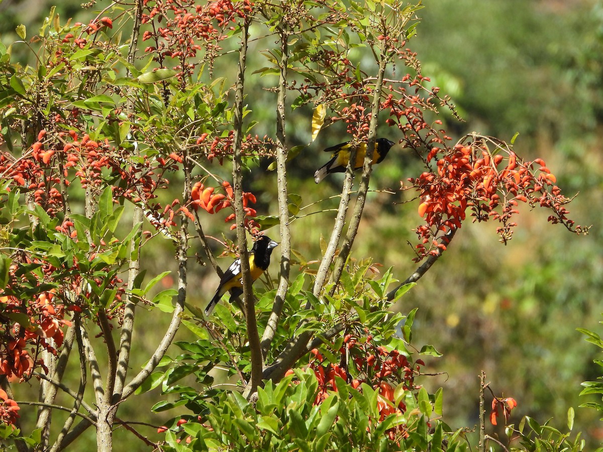 Black-backed Grosbeak - ML643797695
