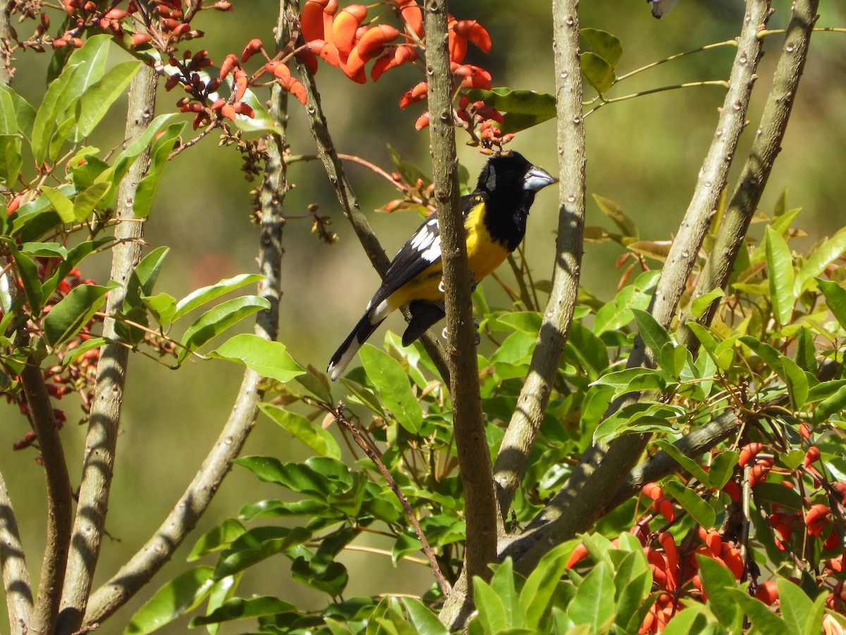 Black-backed Grosbeak - ML643797696