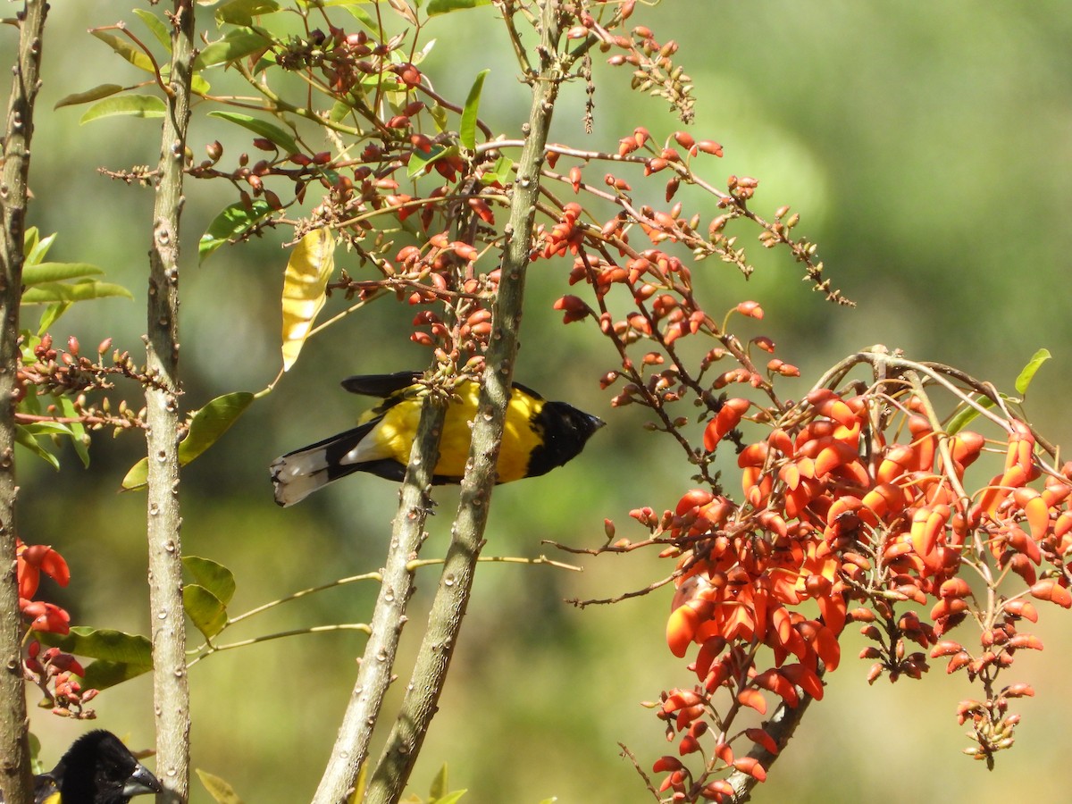 Black-backed Grosbeak - ML643797697