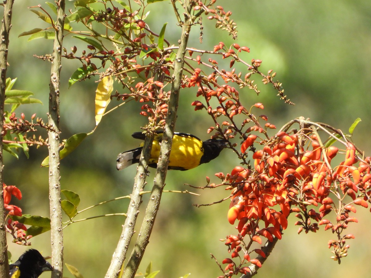 Black-backed Grosbeak - ML643797698